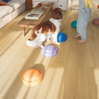 Quickstep  LVT Bloom Geborstelde eik honing Natural 6mm